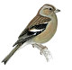 Female Chaffinch